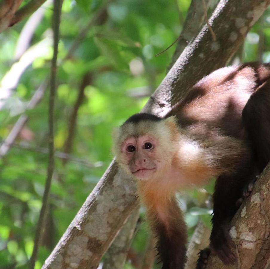エル・ザイノ Camping Castilletes Parque Tayrona Bed & Breakfast エクステリア 写真