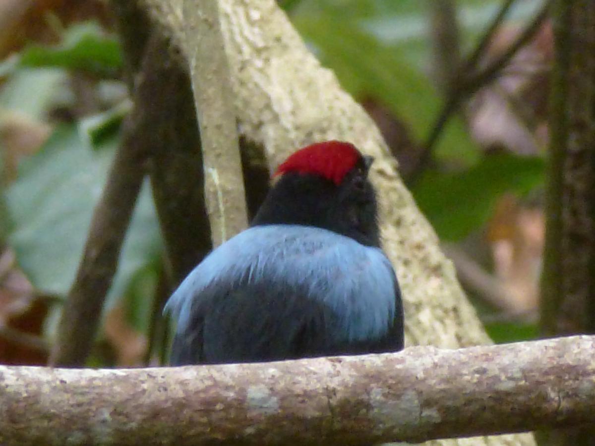 エル・ザイノ Camping Castilletes Parque Tayrona Bed & Breakfast エクステリア 写真